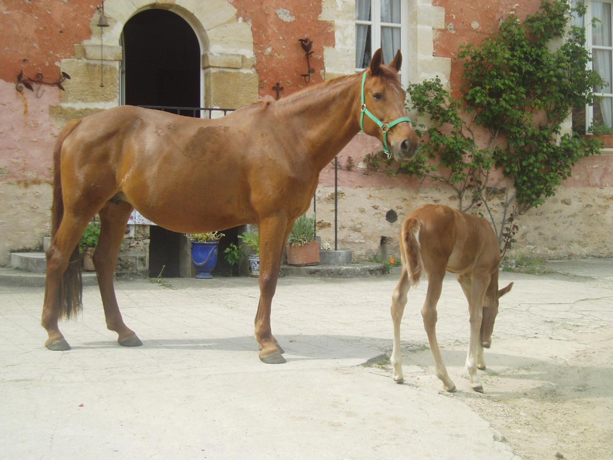La Ferme Rose Bed & Breakfast Cergy Luaran gambar